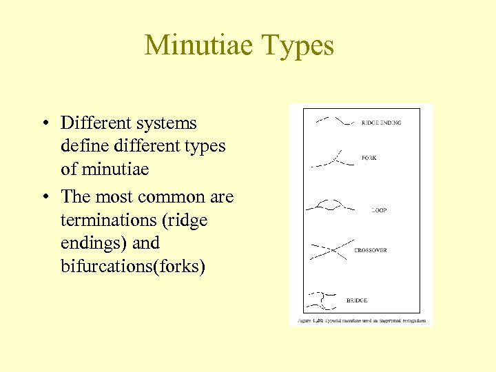 Minutiae Types • Different systems define different types of minutiae • The most common