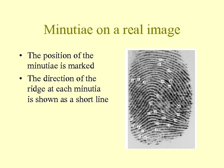 Minutiae on a real image • The position of the minutiae is marked •