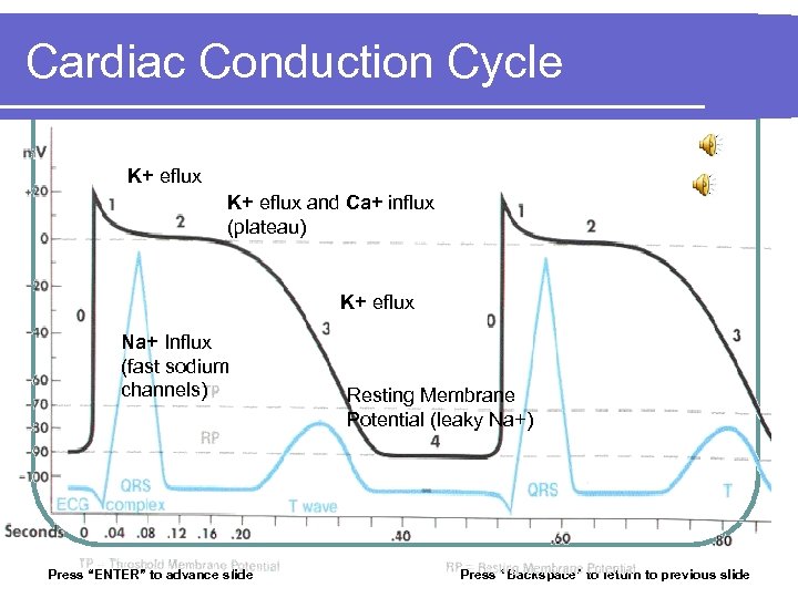 Cardiac Conduction Cycle K+ eflux and Ca+ influx (plateau) K+ eflux Na+ Influx (fast