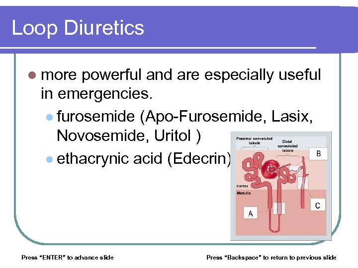 Loop Diuretics l more powerful and are especially useful in emergencies. l furosemide (Apo-Furosemide,