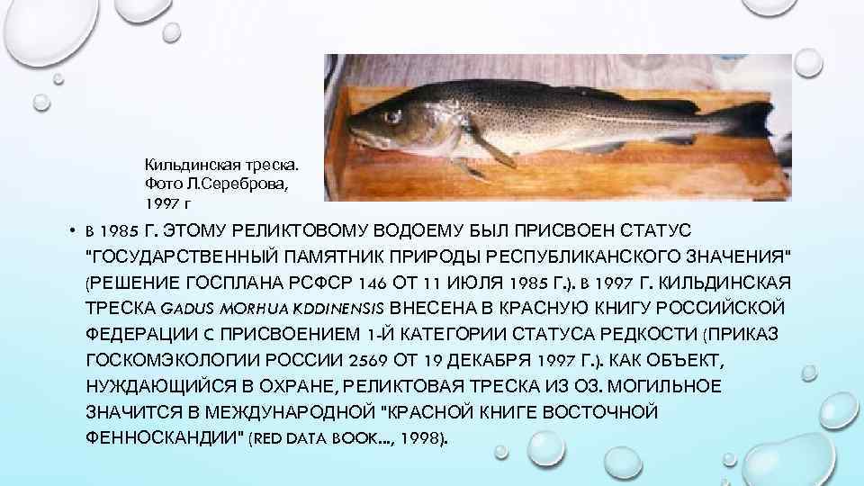 Кильдинская треска. Фото Л. Сереброва, 1997 г • B 1985 Г. ЭТОМУ РЕЛИКТОВОМУ ВОДОЕМУ