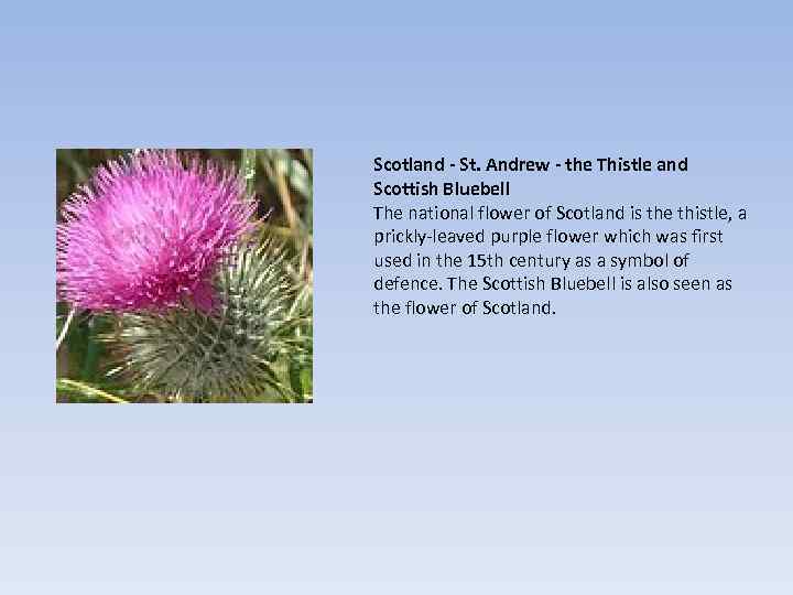 Scotland - St. Andrew - the Thistle and Scottish Bluebell The national flower of