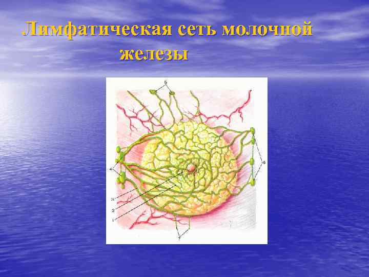 Лимфатическая сеть молочной железы 