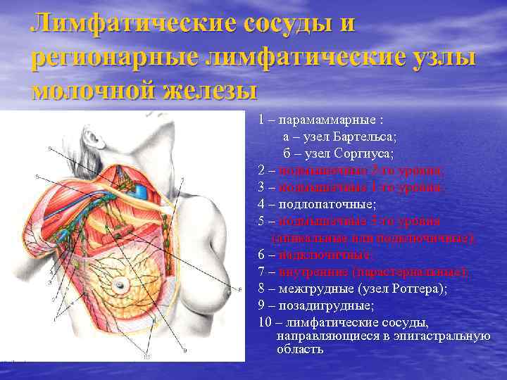 Лимфатические сосуды и регионарные лимфатические узлы молочной железы 1 – парамаммарные : а –