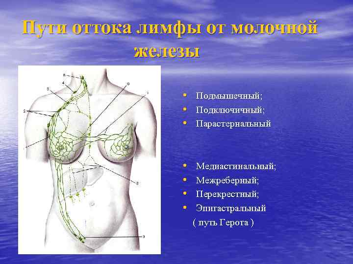 Пути оттока лимфы от молочной железы • • • Подмышечный; Подключичный; Парастернальный • •