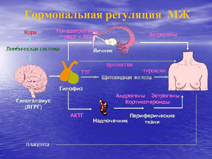 Гормональная регуляция МЖ Кора Гонадотропины (ФСГ + ЛГ) Лимбическая система Эстрогены Яичник пролактин ТТГ