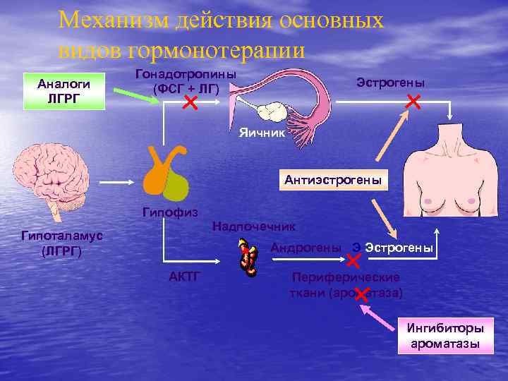 Механизм действия основных видов гормонотерапии Аналоги ЛГРГ Гонадотропины (ФСГ + ЛГ) Эстрогены Яичник Антиэстрогены