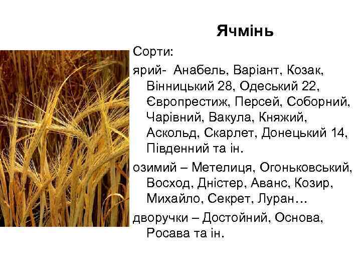 Ячмінь Сорти: ярий- Анабель, Варіант, Козак, Вінницький 28, Одеський 22, Європрестиж, Персей, Соборний, Чарівний,