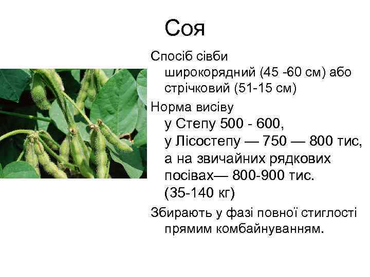 Соя Спосіб сівби широкорядний (45 -60 см) або стрічковий (51 -15 см) Норма висіву