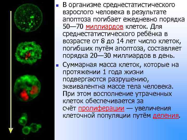 n n В организме среднестатистического взрослого человека в результате апоптоза погибает ежедневно порядка 50—