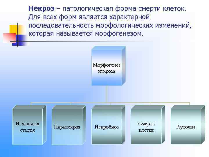 Некроз – патологическая форма смерти клеток. Для всех форм является характерной последовательность морфологических изменений,