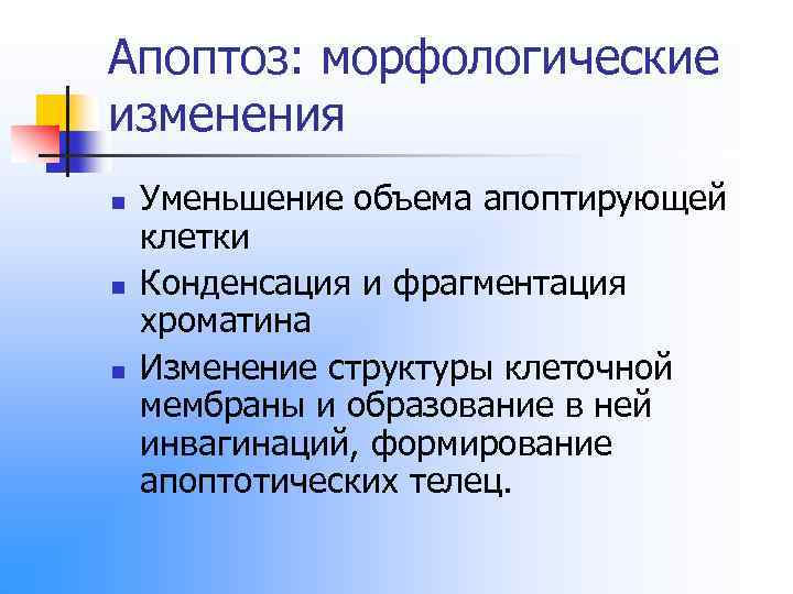 Апоптоз: морфологические изменения n n n Уменьшение объема апоптирующей клетки Конденсация и фрагментация хроматина