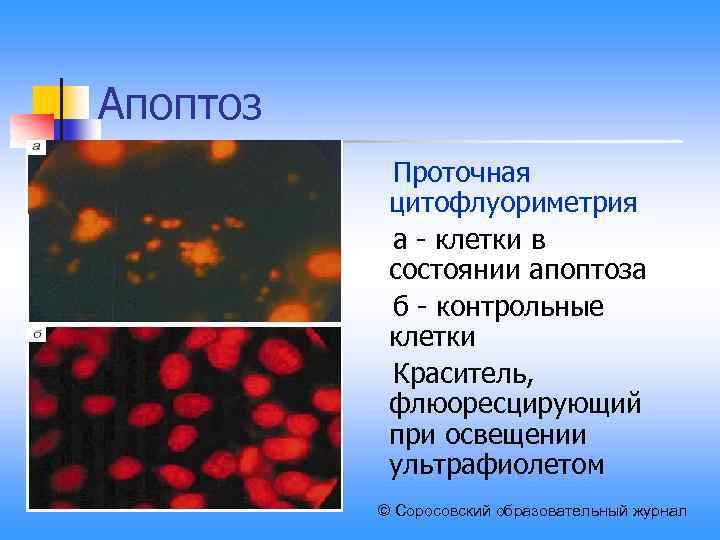 Апоптоз Проточная цитофлуориметрия а - клетки в состоянии апоптоза б - контрольные клетки Краситель,