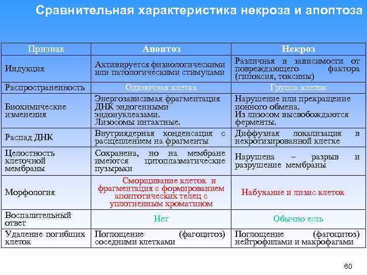 Сравнительная характеристика некроза и апоптоза Признак Апоптоз Некроз Индукция Активируется физиологическими или патологическими стимулами