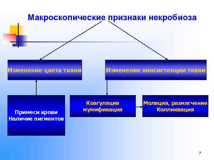 Макроскопические признаки некробиоза Изменение цвета ткани Примеси крови Наличие пигментов Изменение консистенции ткани Коагуляция