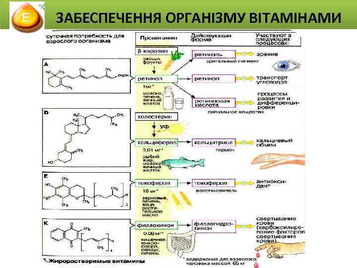 ЗАБЕСПЕЧЕННЯ ОРГАНІЗМУ ВІТАМІНАМИ 