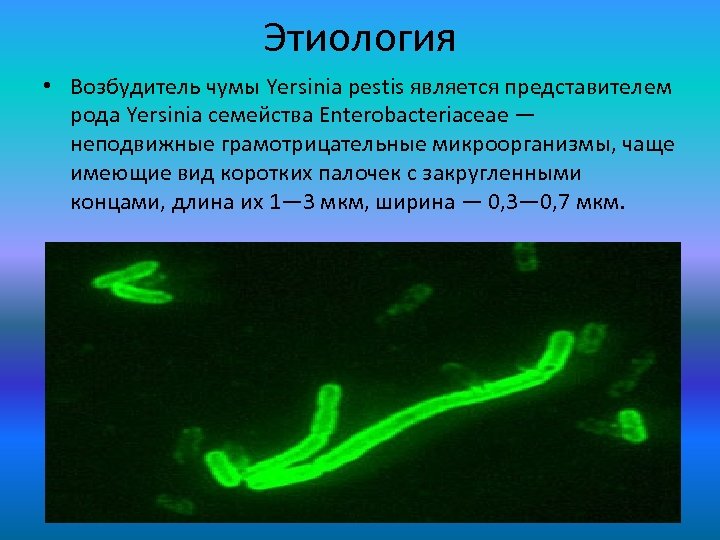 Этиология • Возбудитель чумы Yersinia pestis является представителем рода Yersinia семейства Enterobacteriaceae — неподвижные