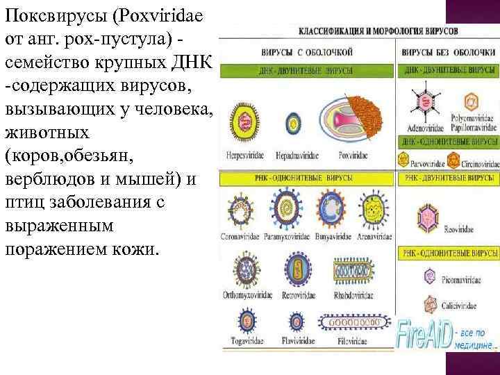 Поксвирусы микробиология презентация