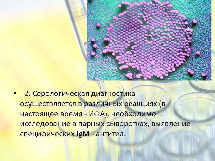  • 2. Серологическая диагностика осуществляется в различных реакциях (в настоящее время - ИФА),