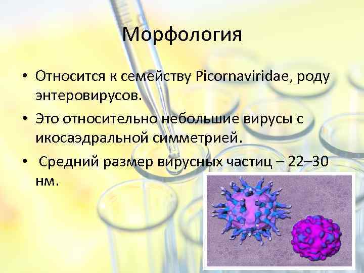 Морфология • Относится к семейству Picornaviridae, роду энтеровирусов. • Это относительно небольшие вирусы с