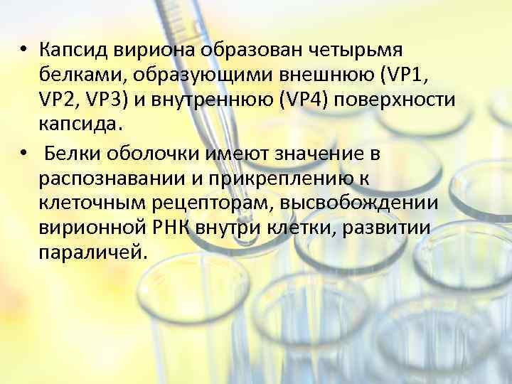  • Капсид вириона образован четырьмя белками, образующими внешнюю (VP 1, VP 2, VP