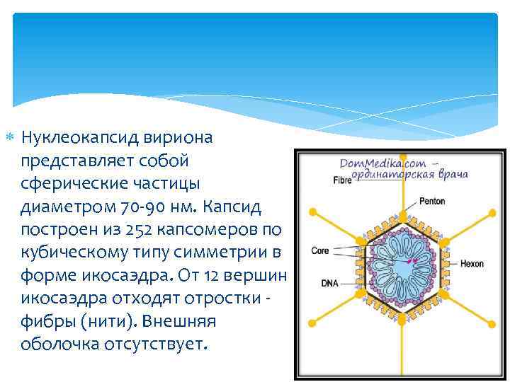  Нуклеокапсид вириона представляет собой сферические частицы диаметром 70 90 нм. Капсид построен из