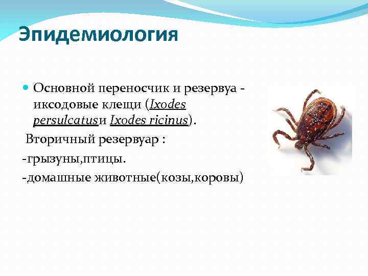 Эпидемиология Основной переносчик и резервуа иксодовые клещи (Ixodes persulcatusи Ixodes ricinus). Вторичный резервуар :