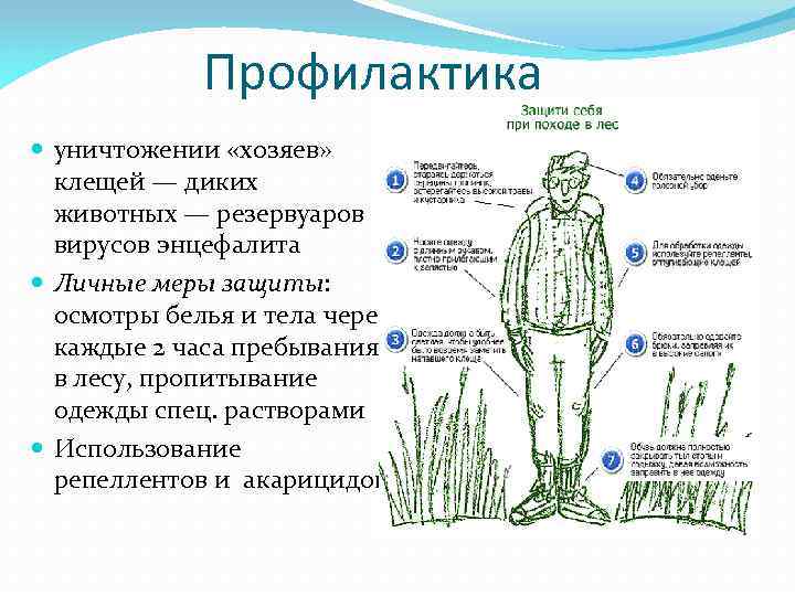 Профилактика уничтожении «хозяев» клещей — диких животных — резервуаров вирусов энцефалита Личные меры защиты: