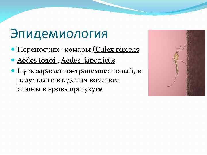 Эпидемиология Переносчик –комары (Culex pipiens Aedes togoi , Aedes japonicus Путь заражения-трансмиссивный, в результате
