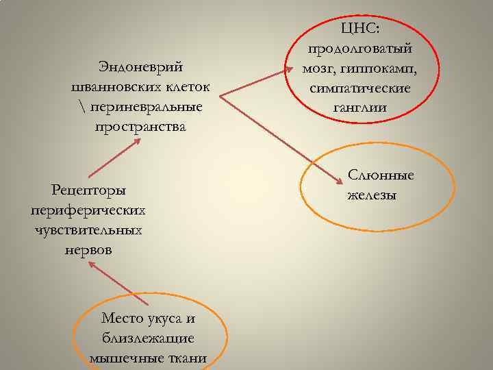 Эндоневрий шванновских клеток  периневральные пространства Рецепторы периферических чувствительных нервов Место укуса и близлежащие