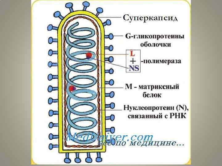 Вирус бешенства презентация по микробиологии