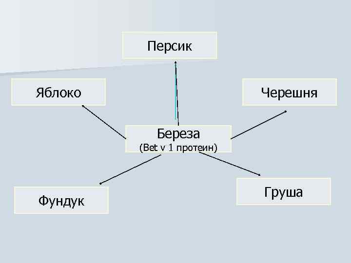 Персик Яблоко Черешня Береза (Вet v 1 протеин) Фундук Груша 