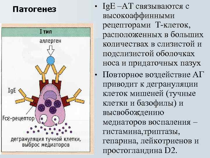Патогенез • Ig. Е –АТ связываются с высокоаффинными рецепторами Т-клеток, расположенных в больших количествах