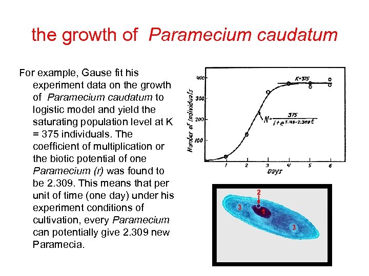 the growth of Paramecium caudatum For example, Gause fit his experiment data on the