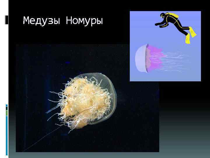 Медузы Номуры 