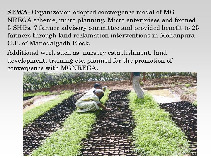 SEWA- Organization adopted convergence modal of MG NREGA scheme, micro planning, Micro enterprises and