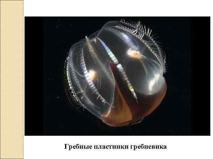 Гребные пластинки гребневика 