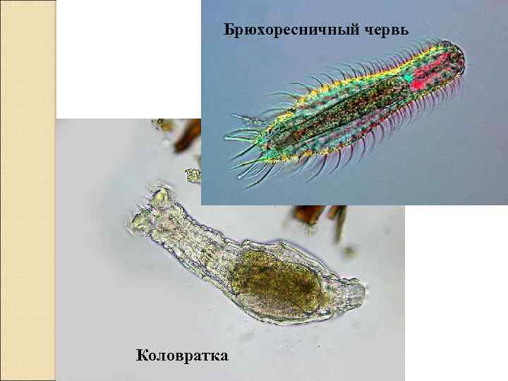 Брюхоресничный червь Коловратка 