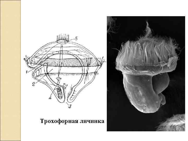 Трохофорная личинка 