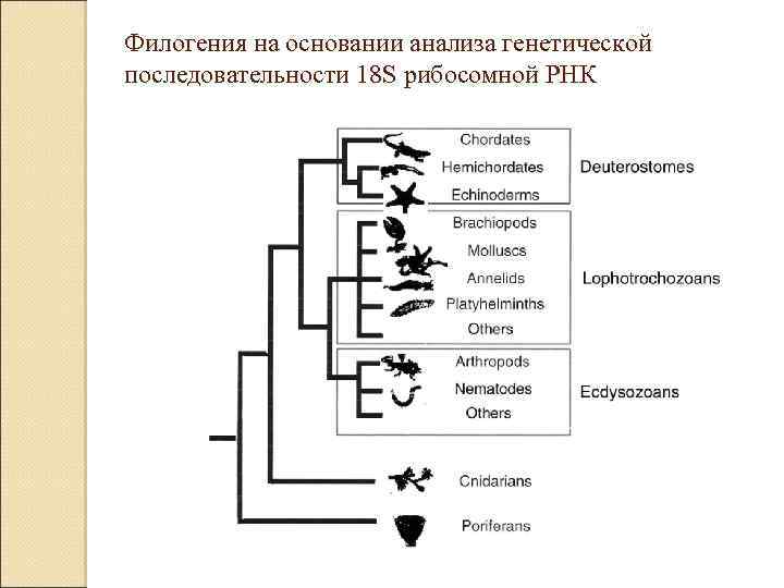Филогения на основании анализа генетической последовательности 18 S рибосомной РНК 