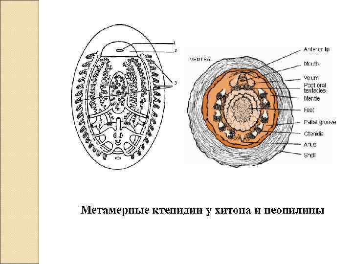 Polyplacophora схема внутренней организации