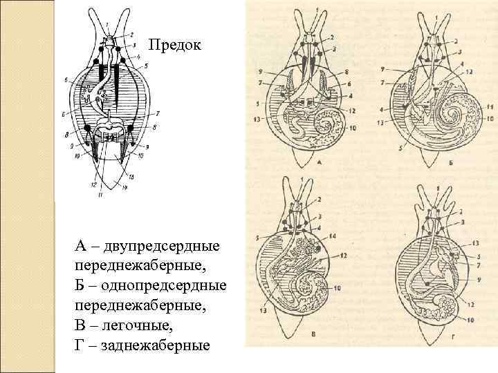 Предок А – двупредсердные переднежаберные, Б – однопредсердные переднежаберные, В – легочные, Г –