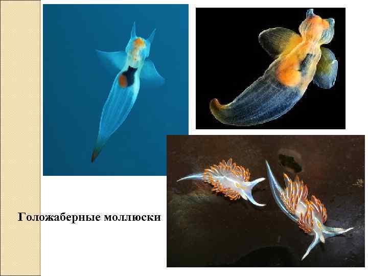 Голожаберные моллюски 