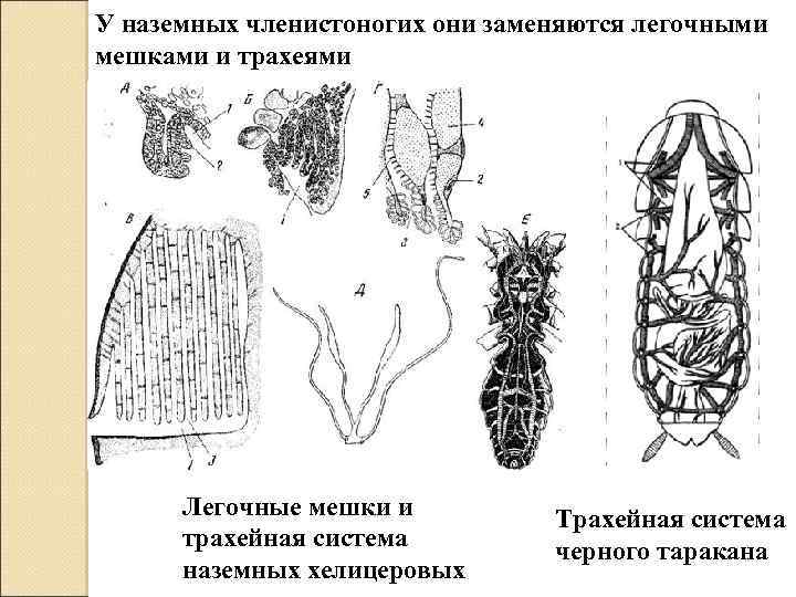 Легочный мешок с ячеистыми стенками