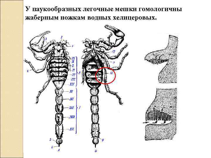 У паукообразных легочные мешки гомологичны жаберным ножкам водных хелицеровых. 