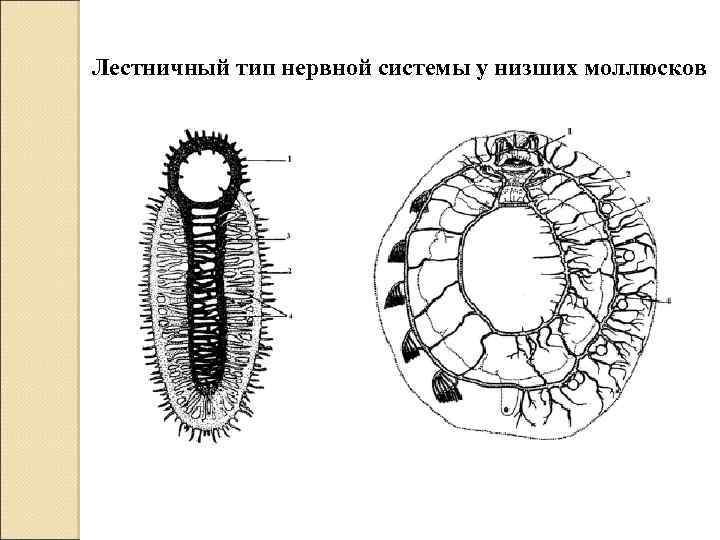 Лестничный тип нервной системы у низших моллюсков 