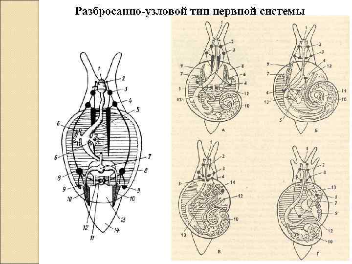 Каким номером на рисунке обозначена разбросанно узловая нервная система