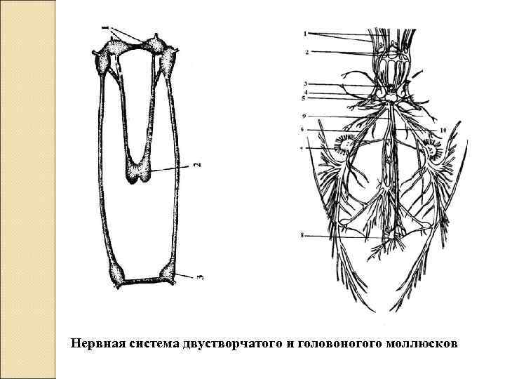 Нервная система головоногих моллюсков