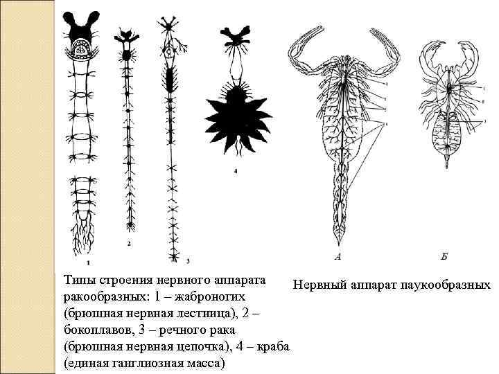 Типы строения нервного аппарата Нервный аппарат паукообразных ракообразных: 1 – жаброногих (брюшная нервная лестница),