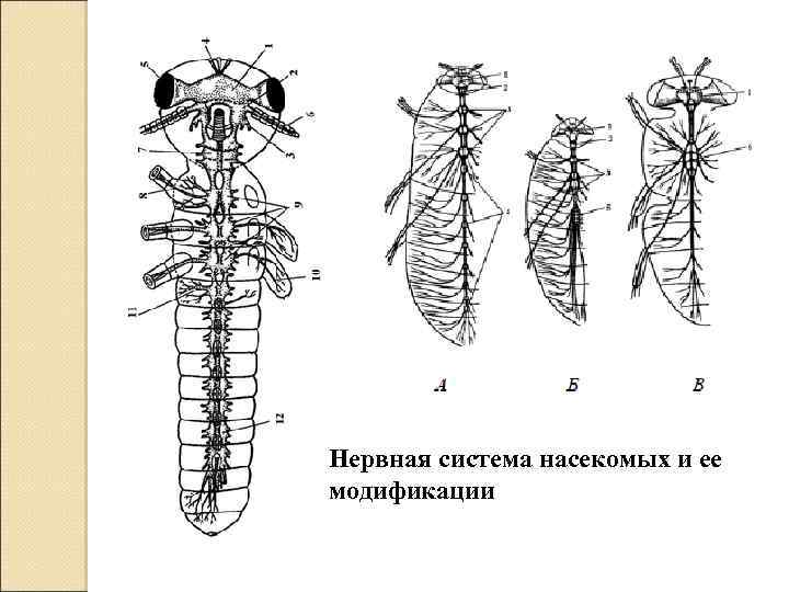 Нервная система насекомых презентация